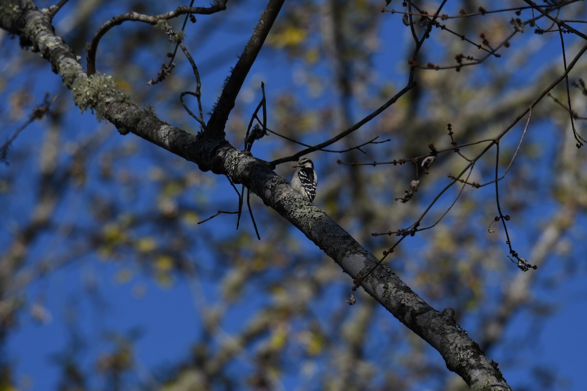 Downy Woodpecker - ML644475492