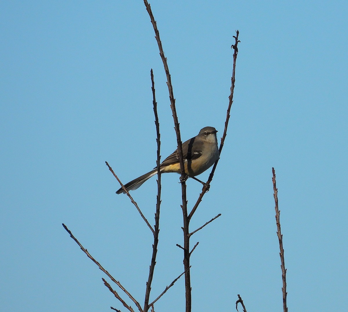 Moqueur polyglotte - ML644475499