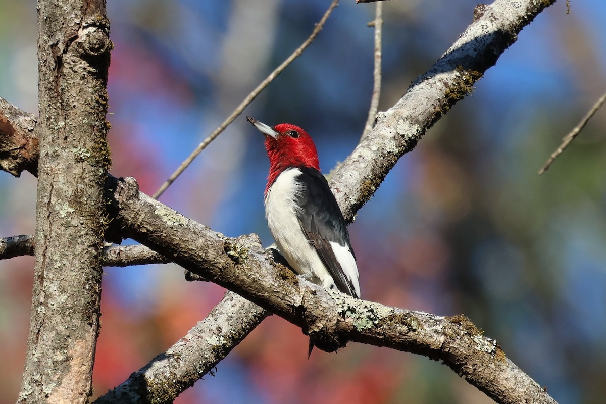 Red-headed Woodpecker - ML644475502