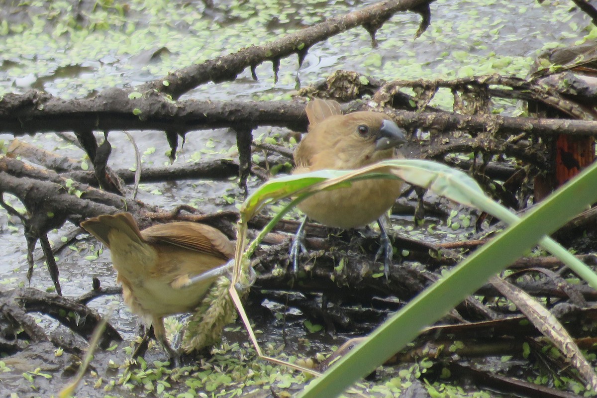 シマキンパラ - ML644475506