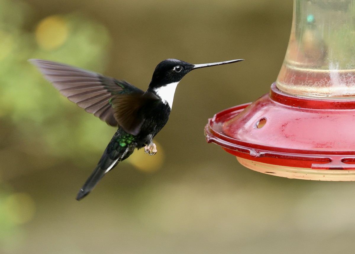 Collared Inca - ML644475509