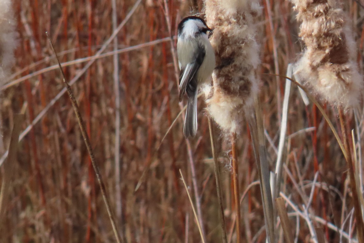 Amerika Baştankarası - ML644475513