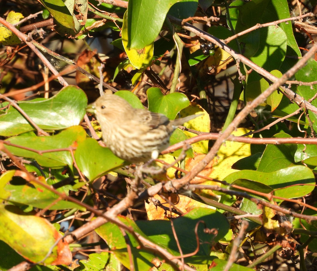 Roselin familier - ML644475515