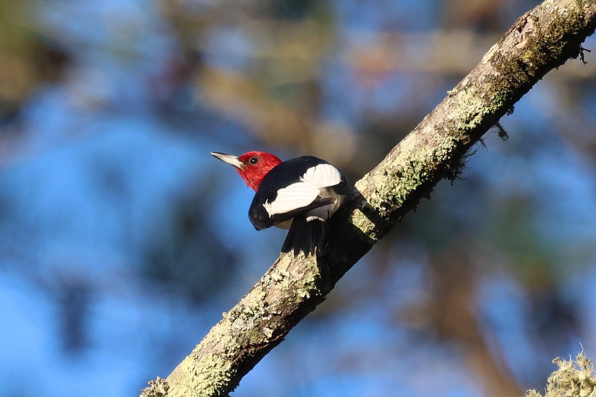 Red-headed Woodpecker - ML644475528