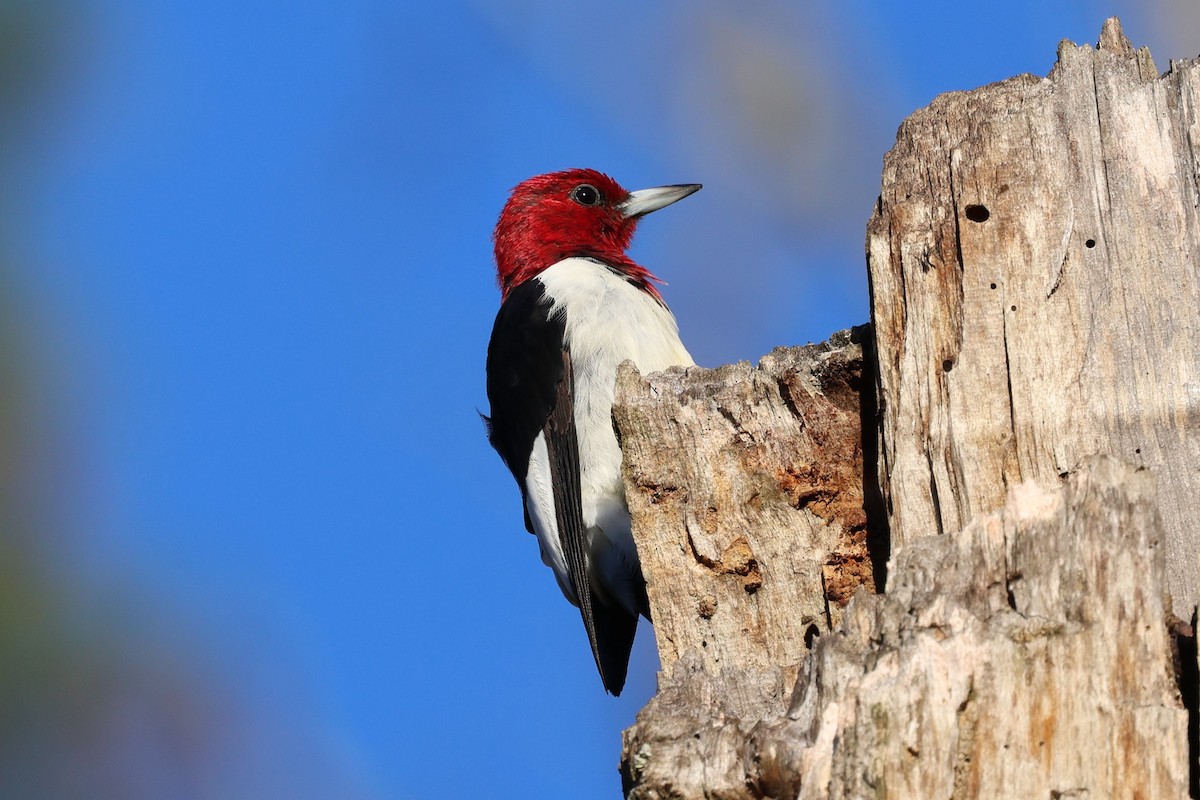 Red-headed Woodpecker - ML644475529