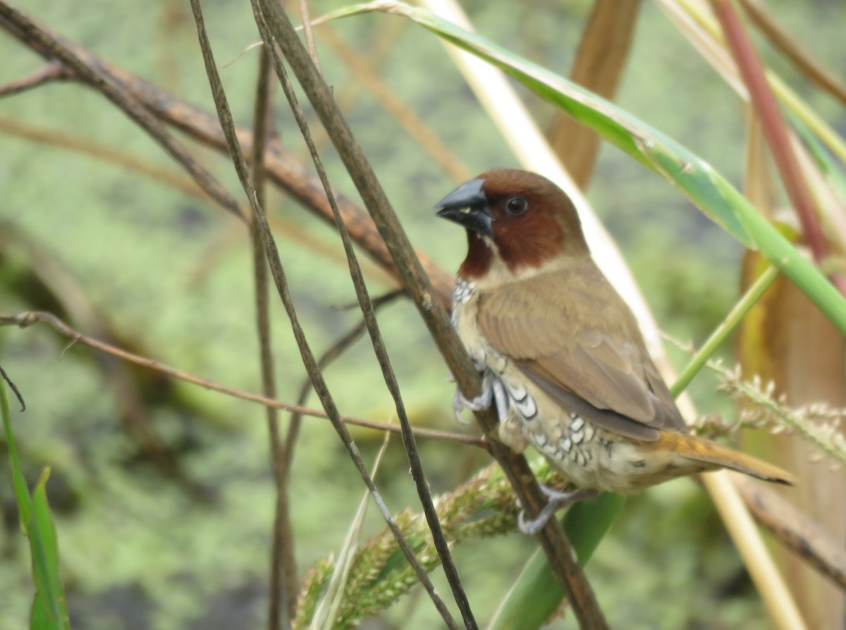 シマキンパラ - ML644475539