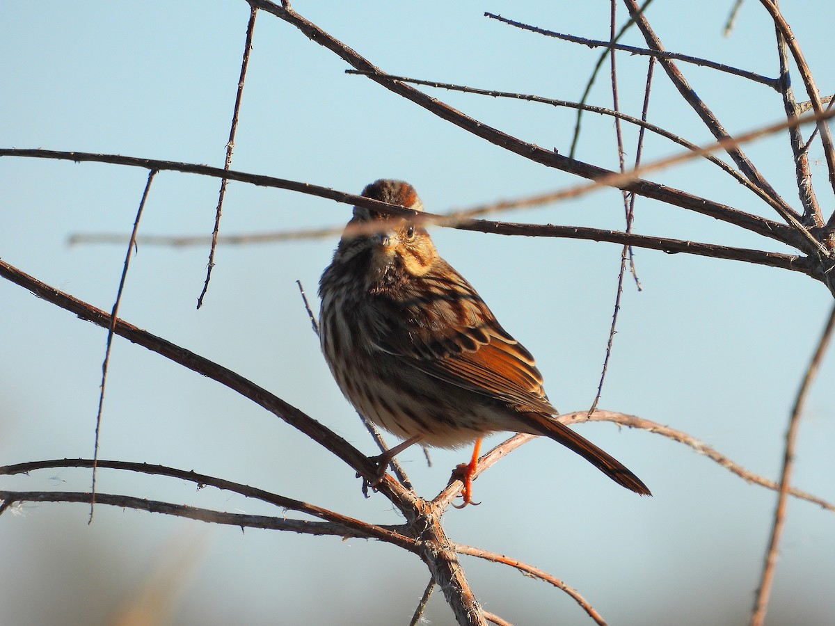Bruant chanteur - ML644475544