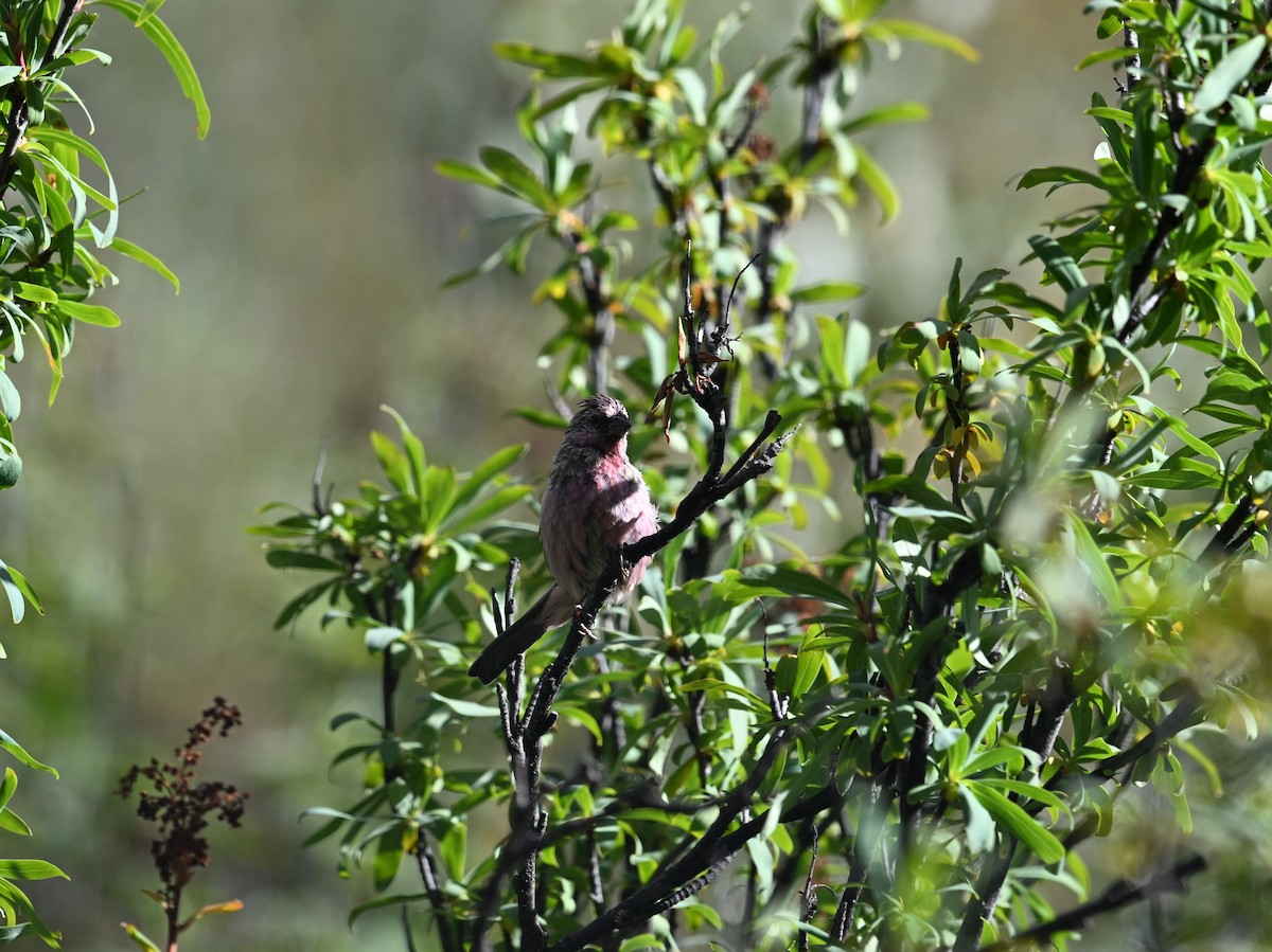 Pink-rumped Rosefinch - ML644475547