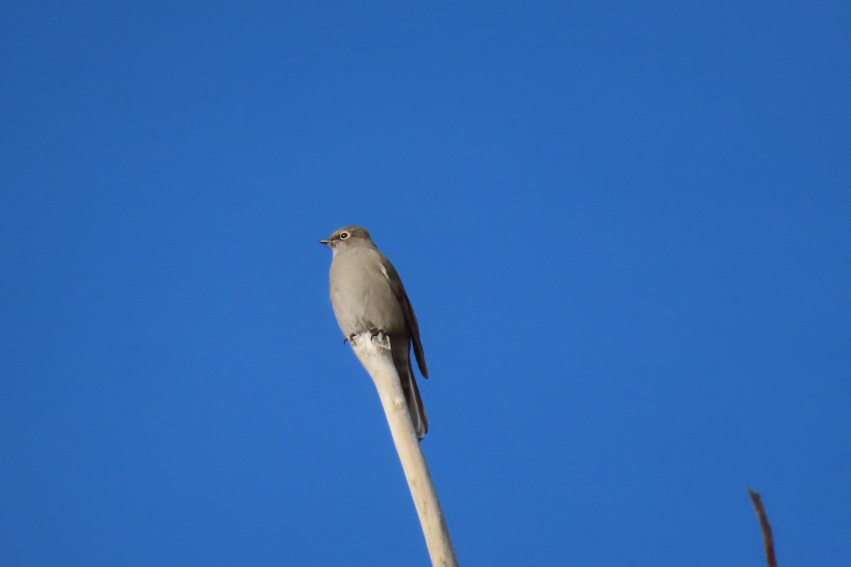 lesňák západní - ML644475549