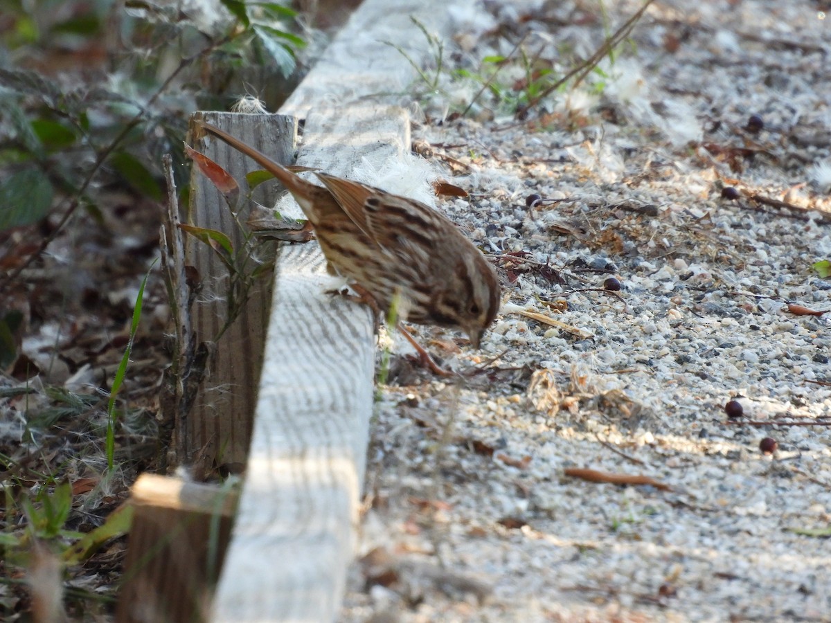 Bruant chanteur - ML644475551