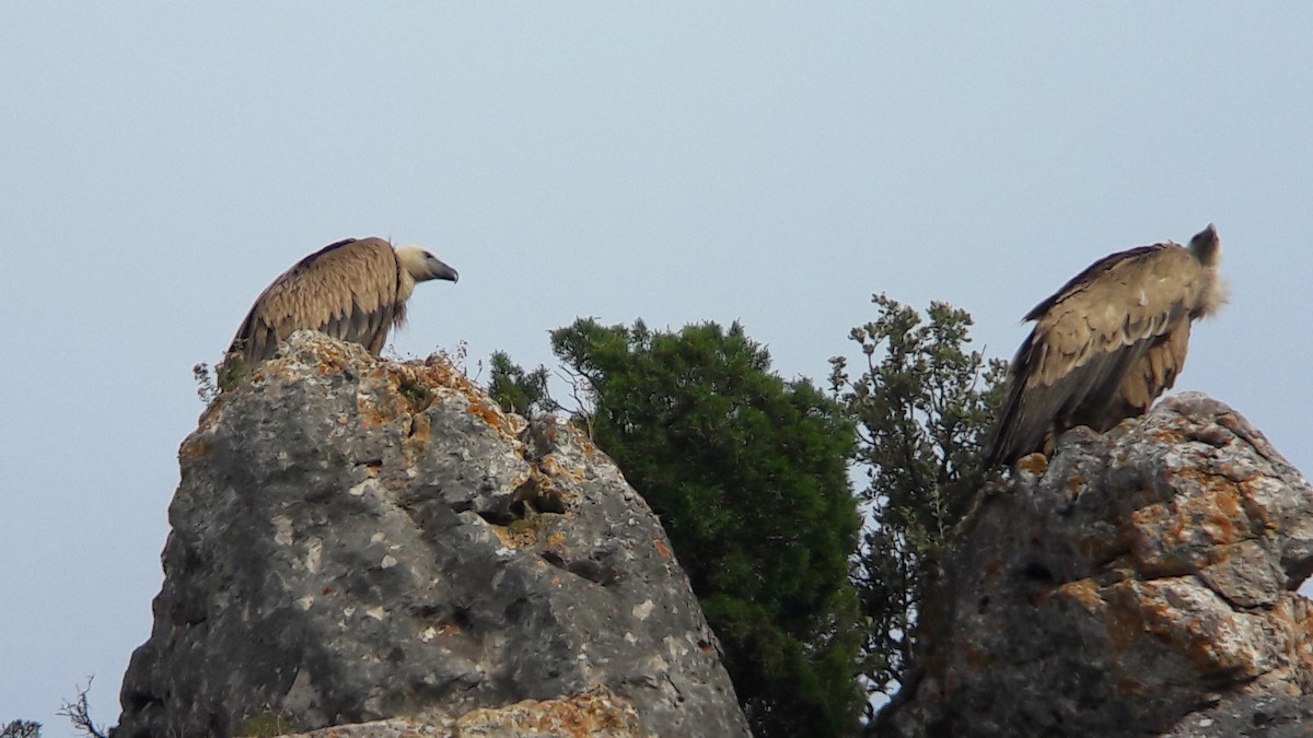 Kızıl Akbaba - ML644475553