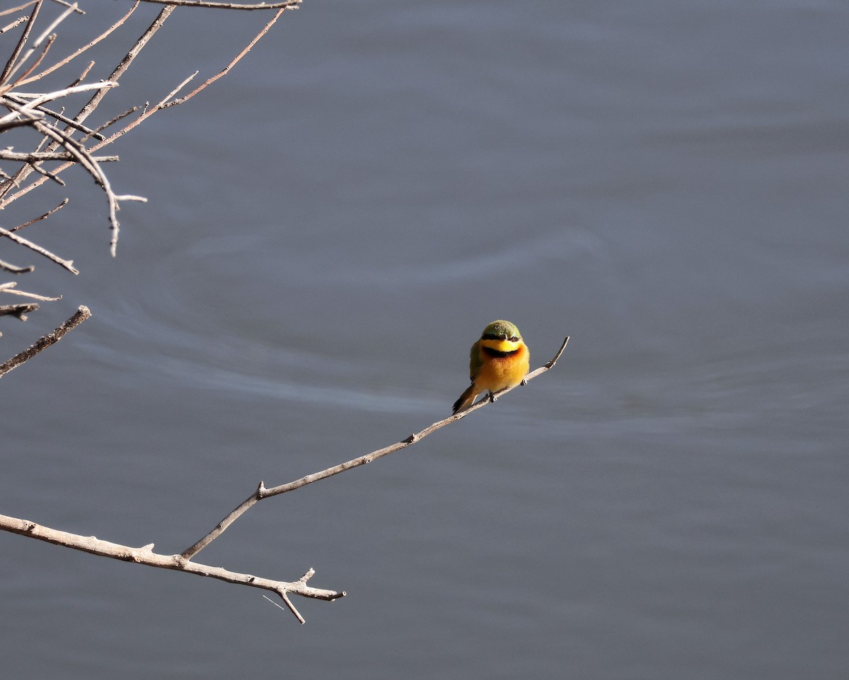 Little Bee-eater - ML644475560