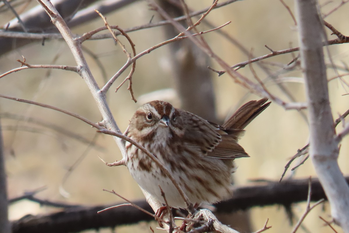 strnadec zpěvný - ML644475562