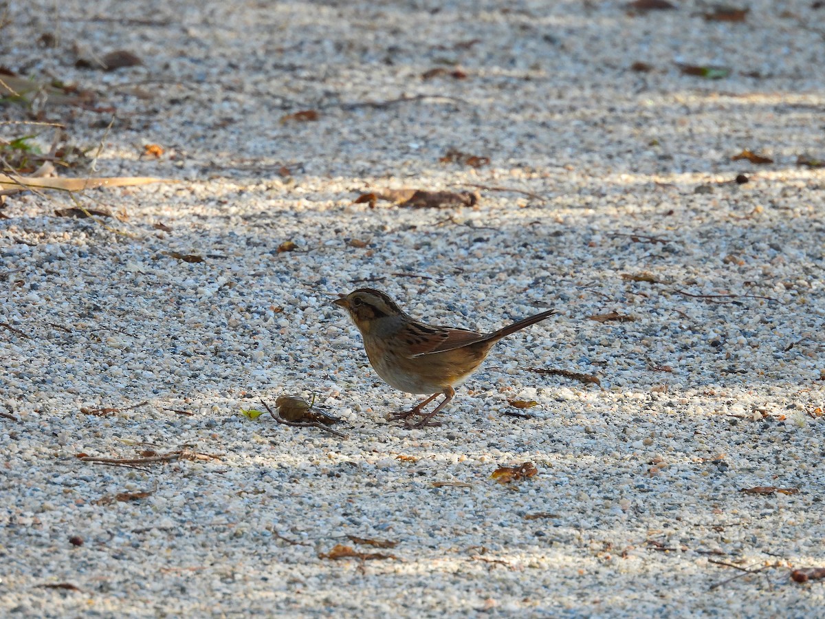 Bruant des marais - ML644475566