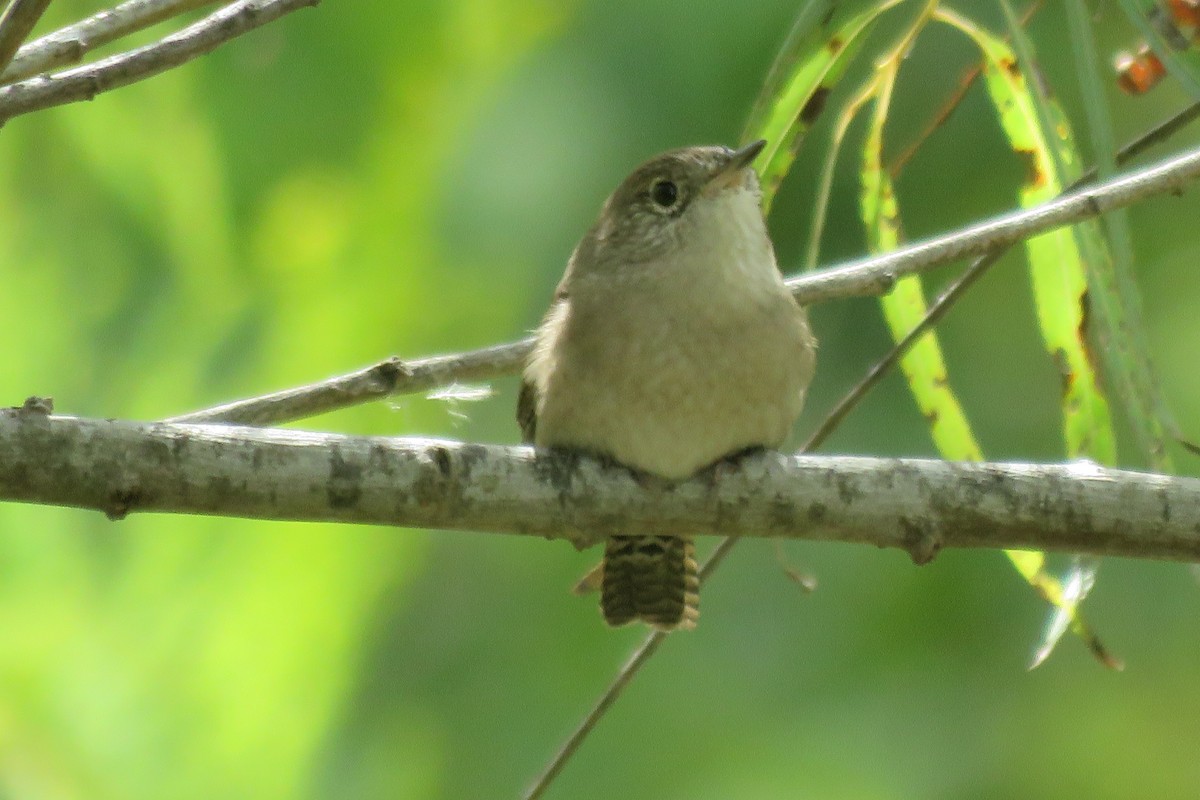 Northern House Wren - ML644475568