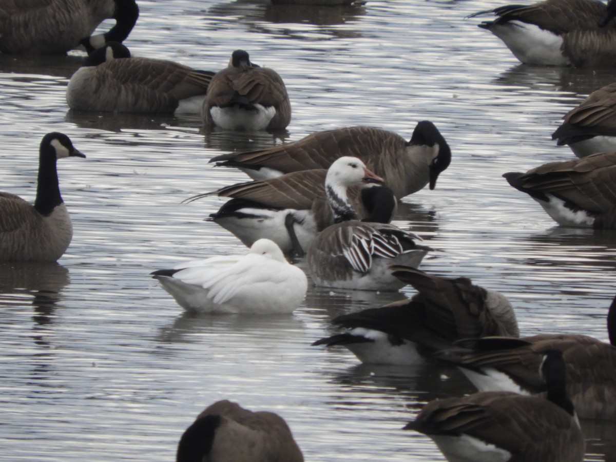 אווז שלג - ML644475571