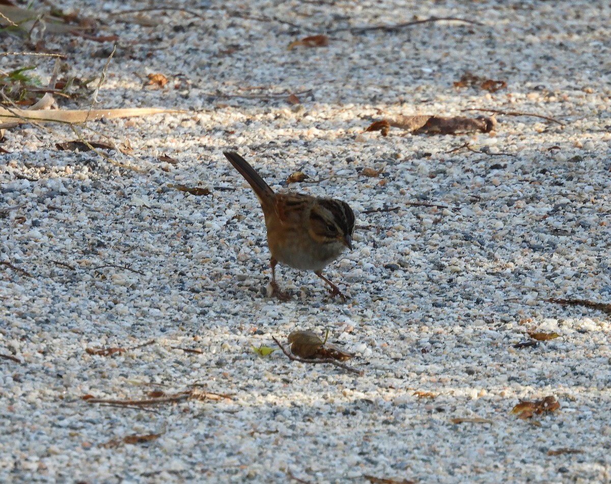 Bruant des marais - ML644475576