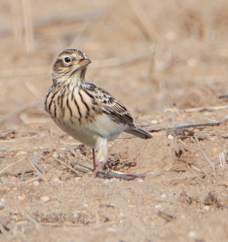 Eurasian Skylark - ML644475577