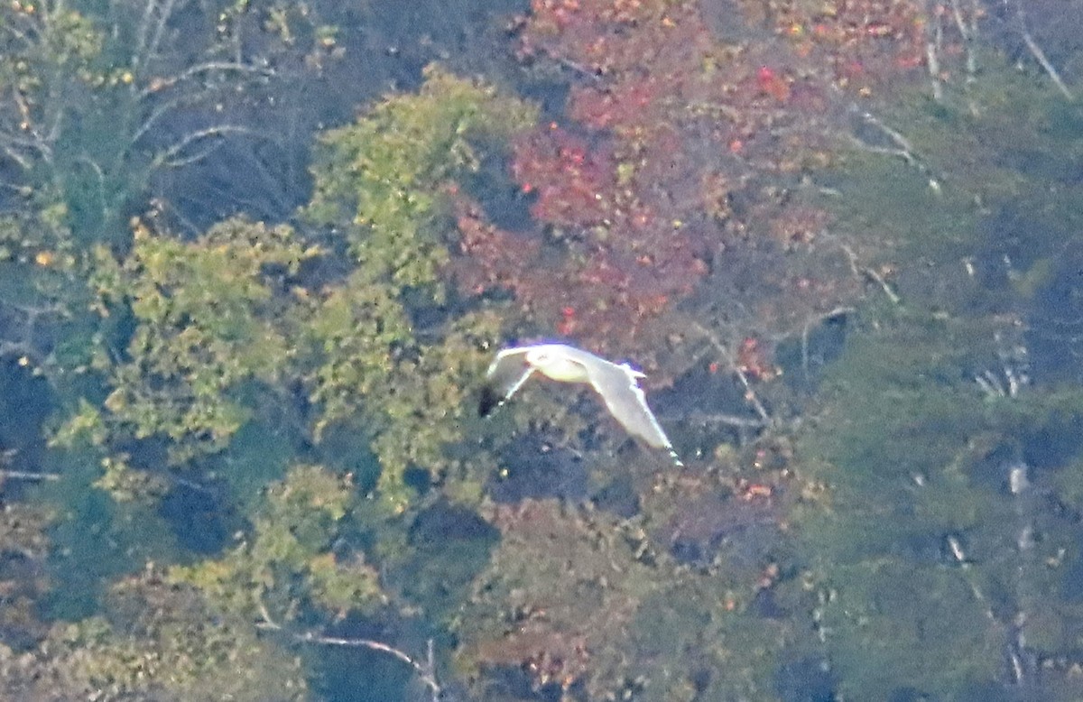 שחף צוחק - ML644475586