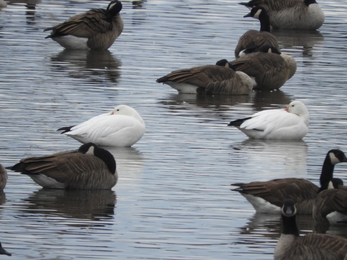 אווז שלג - ML644475588