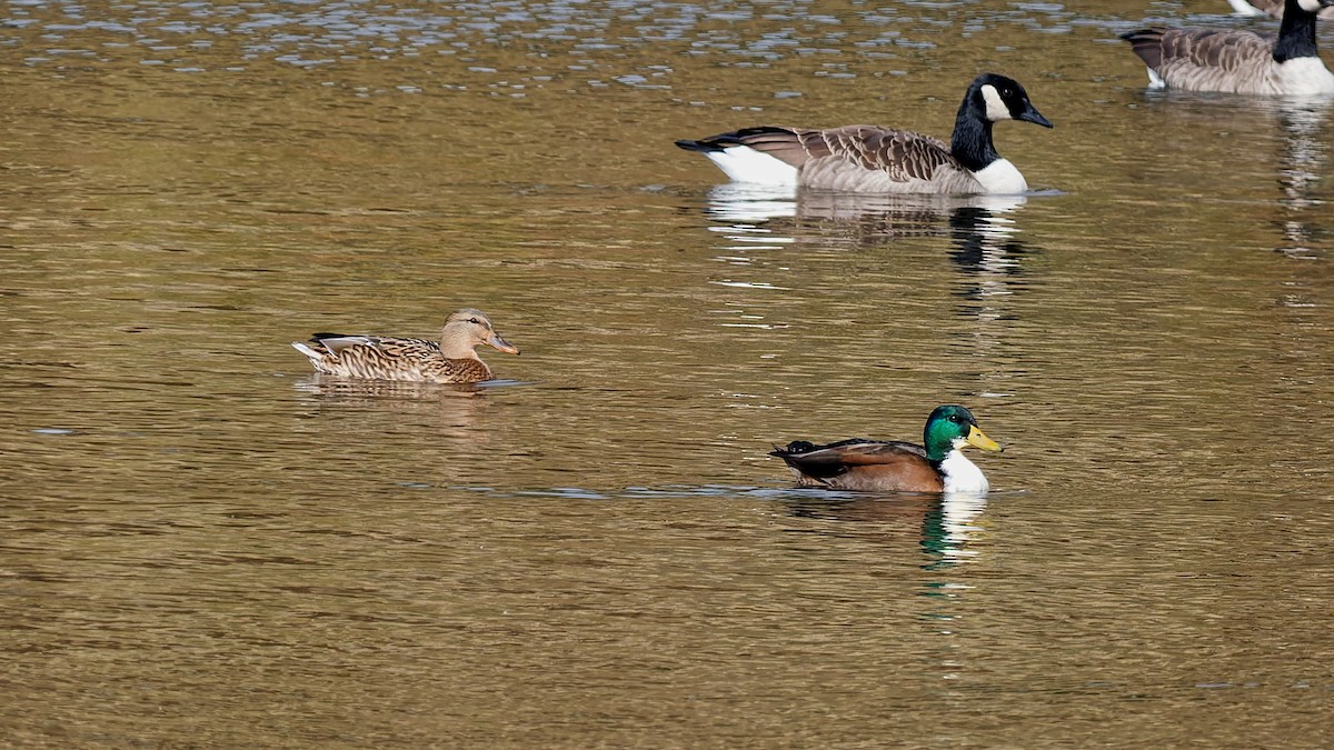 Canard colvert (forme domestique) - ML644475589