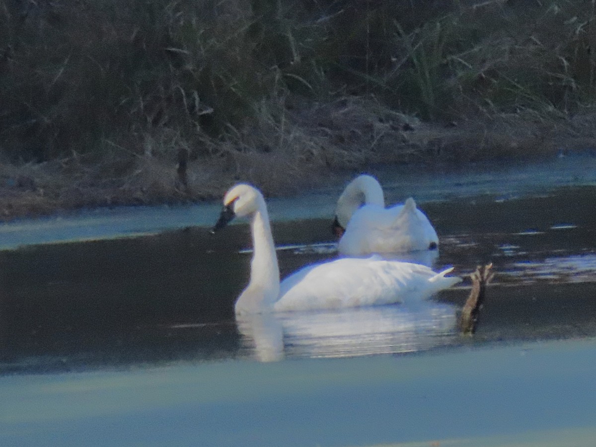 Trumpeter Swan - ML644475598