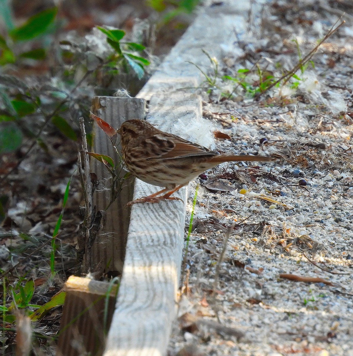 Bruant chanteur - ML644475612