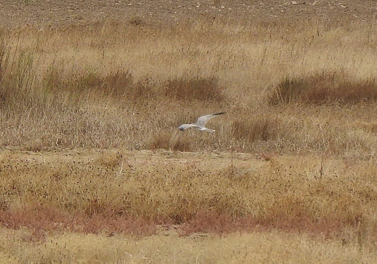 Aguilucho Papialbo - ML644475617