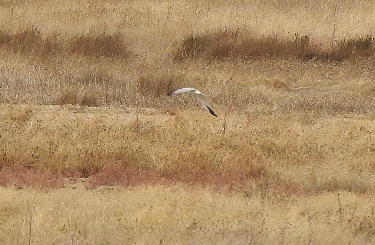 Aguilucho Papialbo - ML644475618