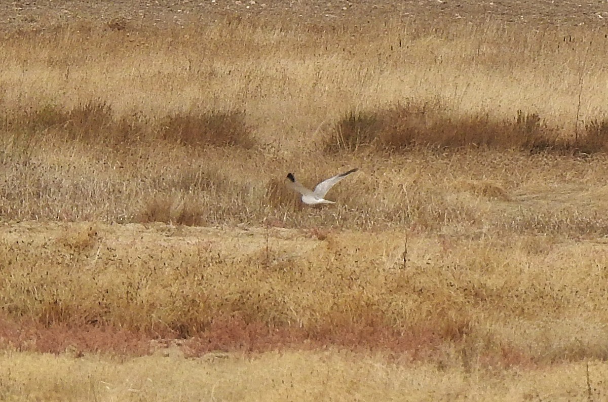 Aguilucho Papialbo - ML644475619