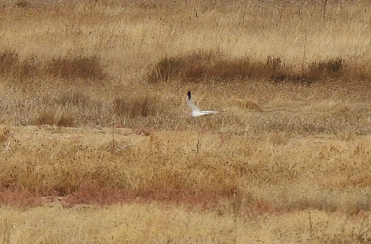 Aguilucho Papialbo - ML644475620