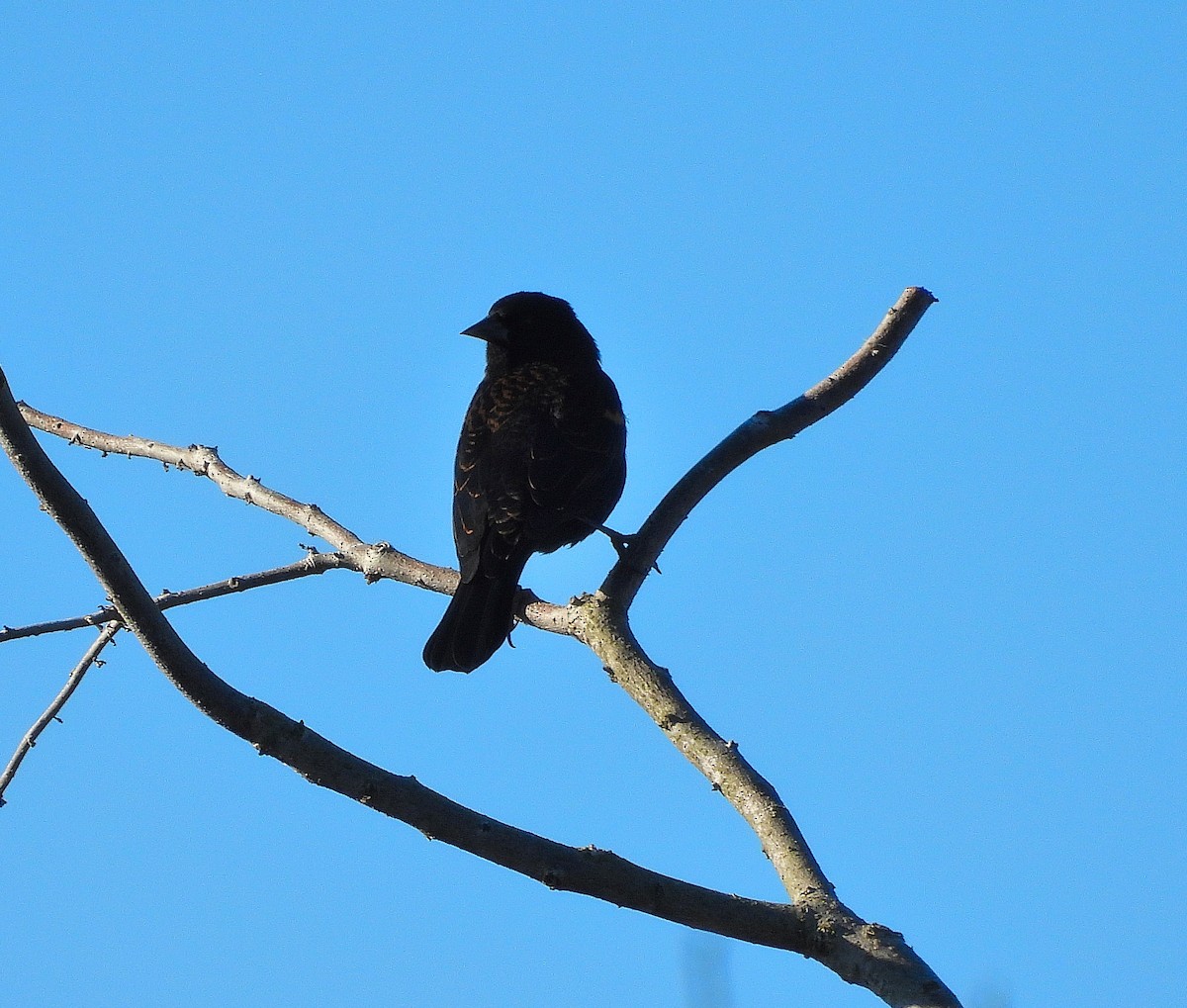 Carouge à épaulettes - ML644475621