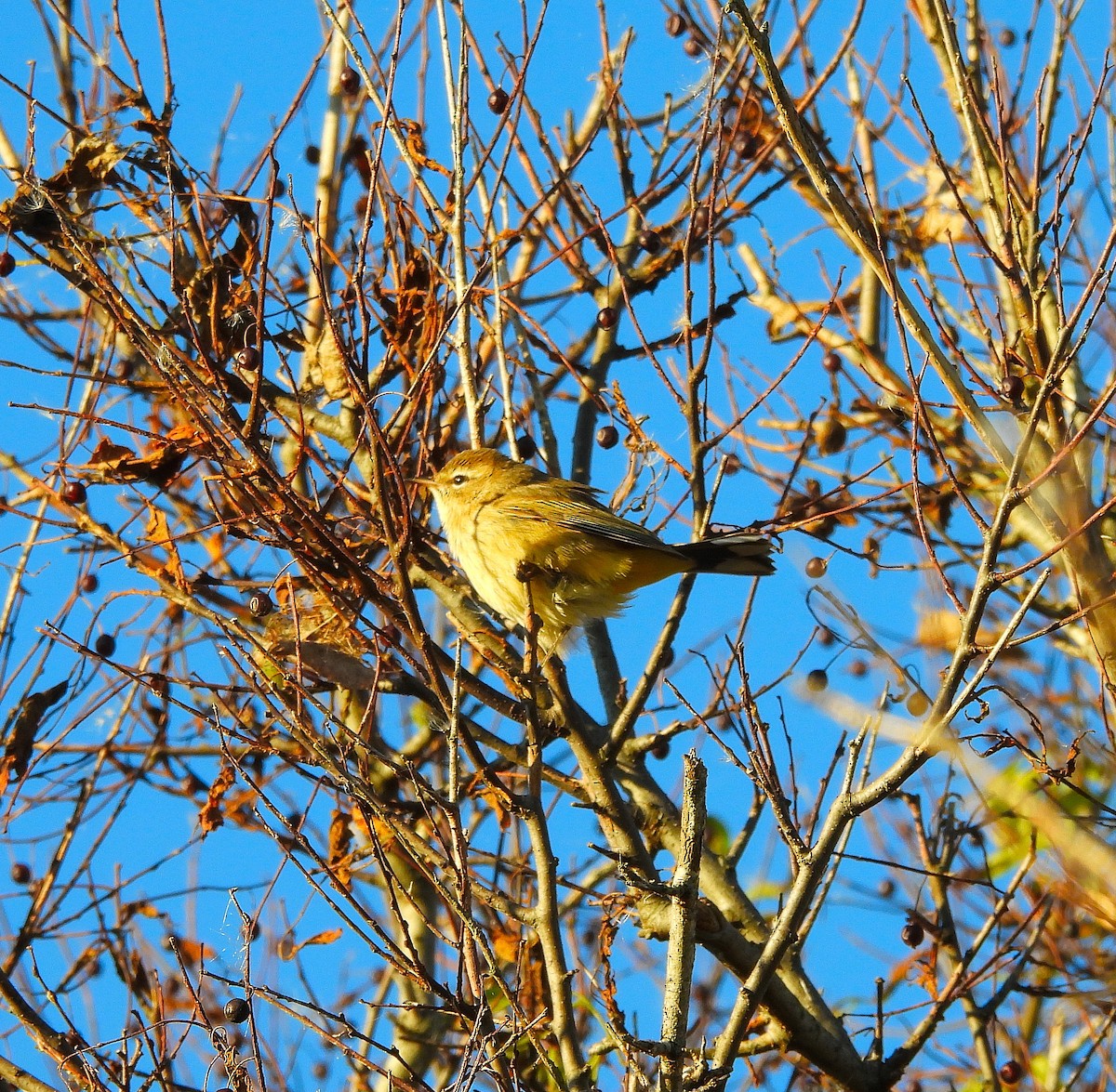 Paruline à couronne rousse - ML644475627