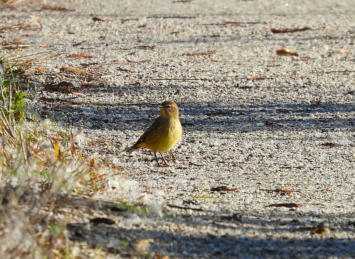 Paruline à couronne rousse - ML644475631