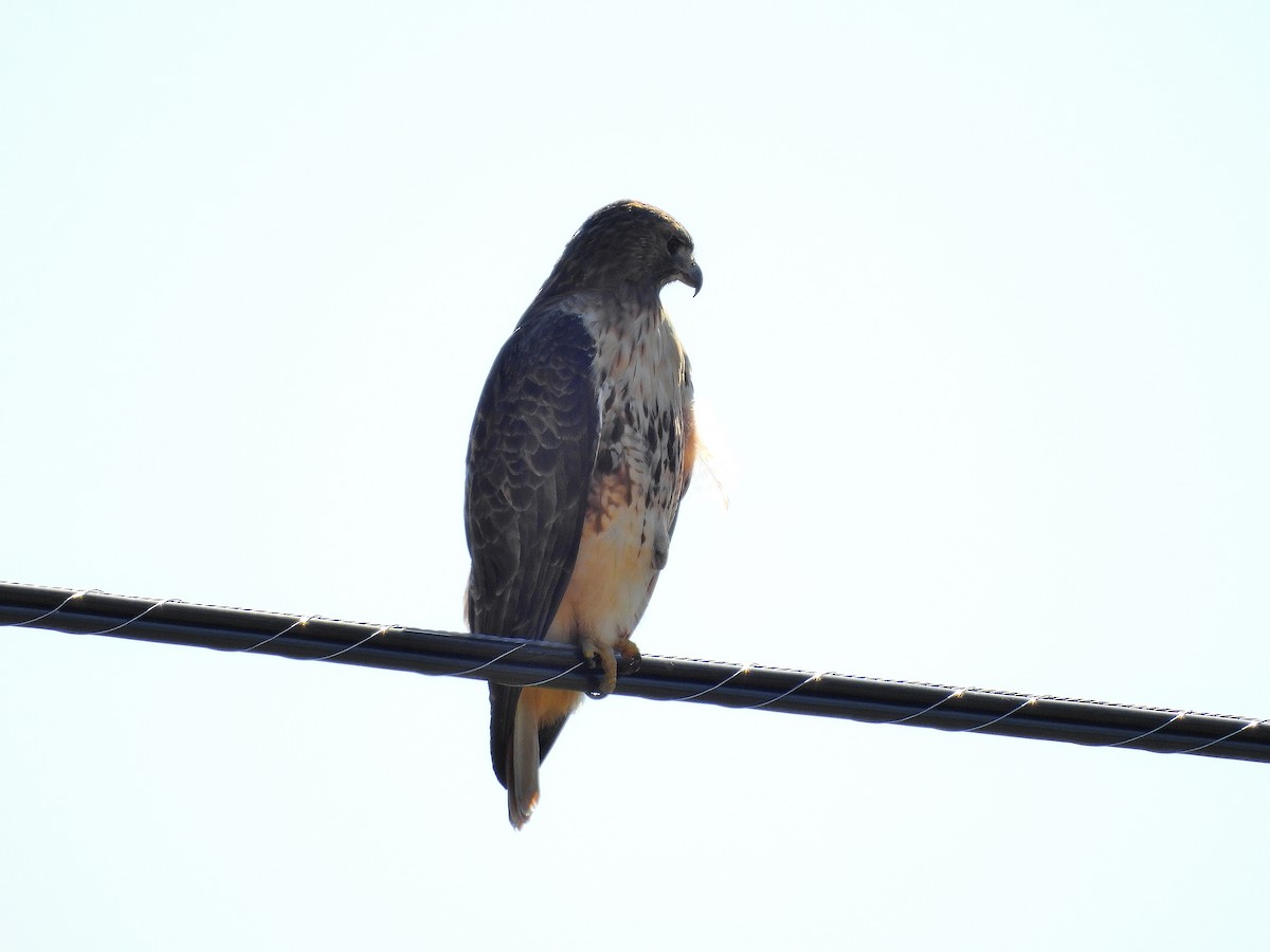 Buse à queue rousse - ML644475650