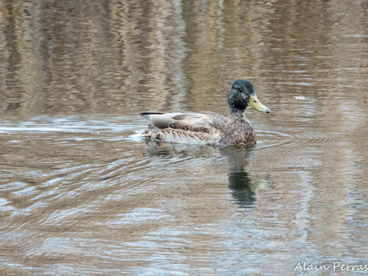 Canard colvert - ML644475654