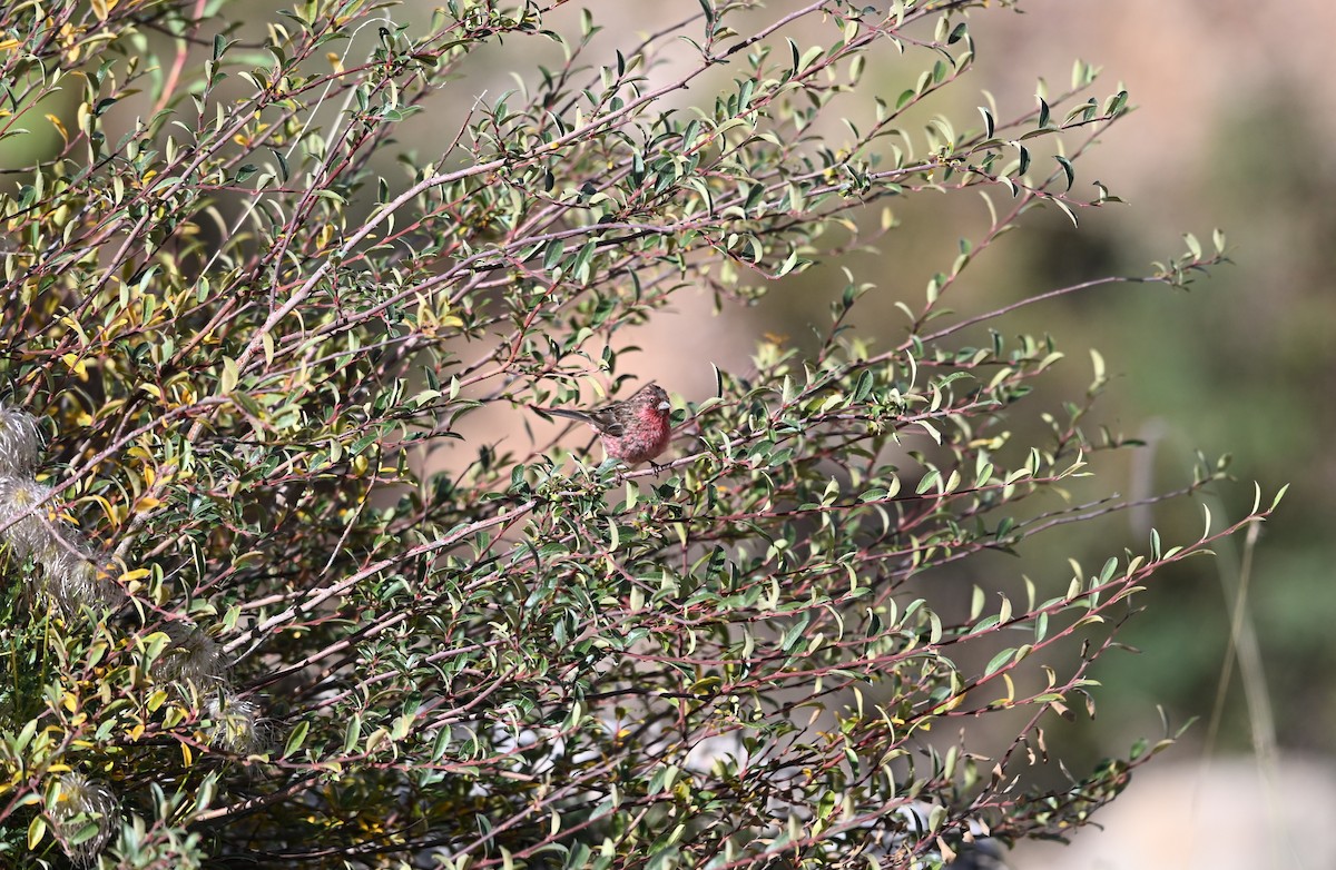 Himalayan Beautiful Rosefinch - ML644475655