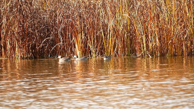 Green-winged Teal - ML644475657