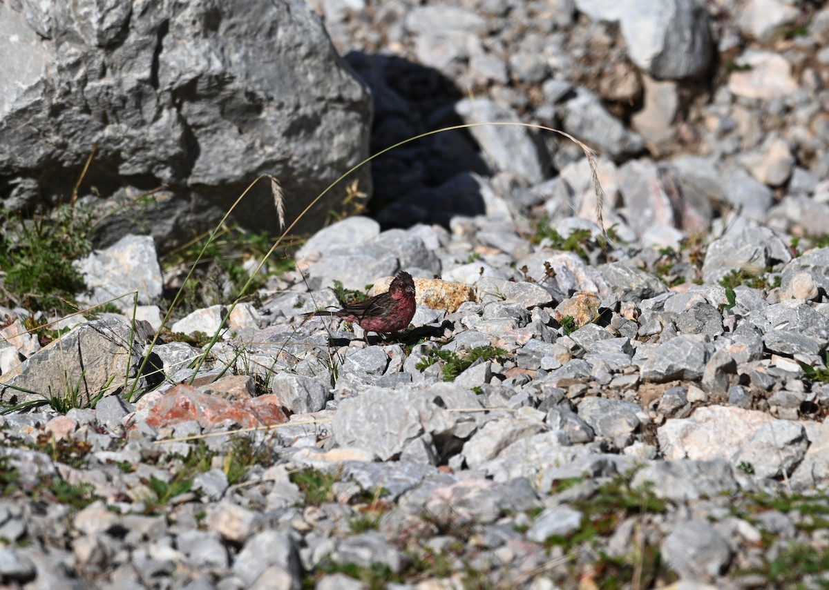 Himalayan Beautiful Rosefinch - ML644475663