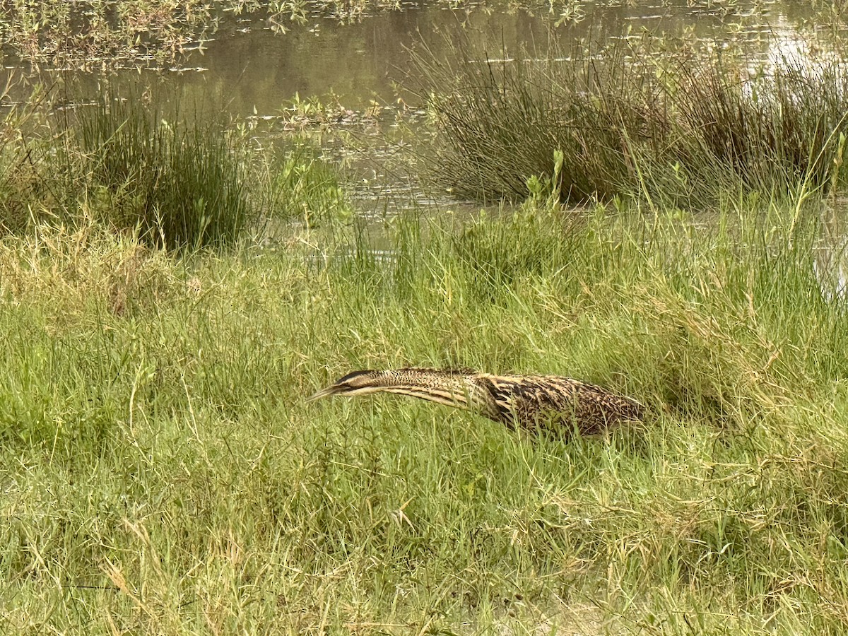 Tarabuso - ML644475667