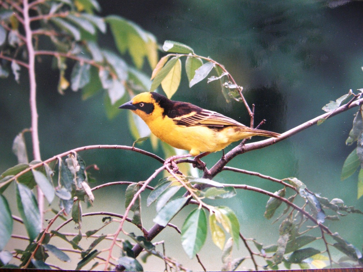 Baglafecht Weaver - ML644475678