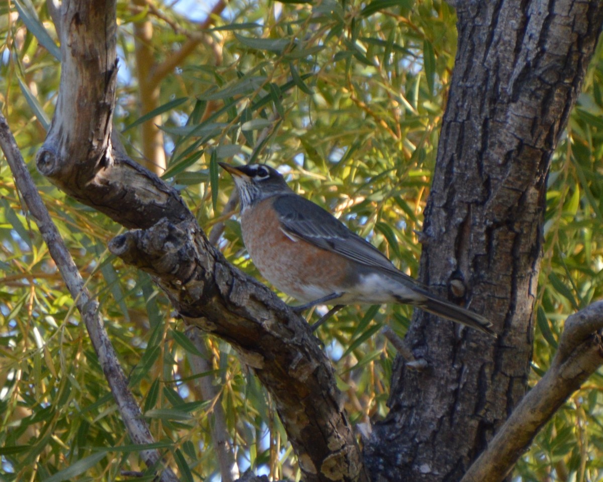 American Robin - ML644475684