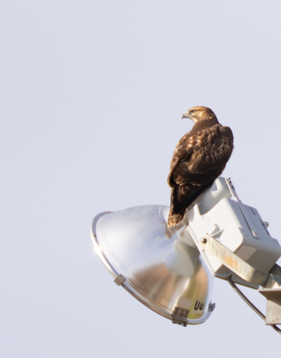 Red-tailed Hawk - ML644475688