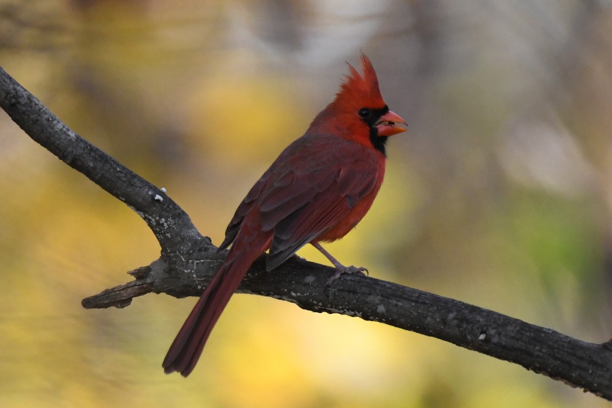 Northern Cardinal - ML644475693