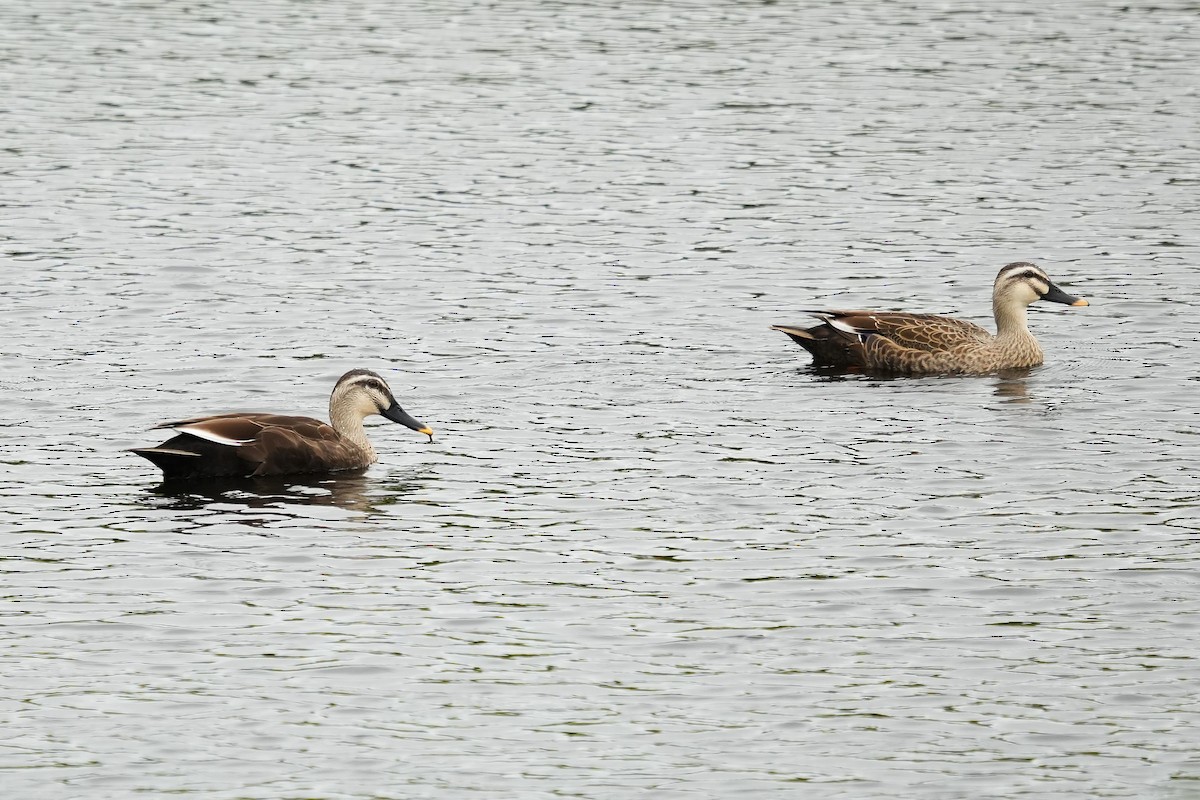 カルガモ - ML644475699