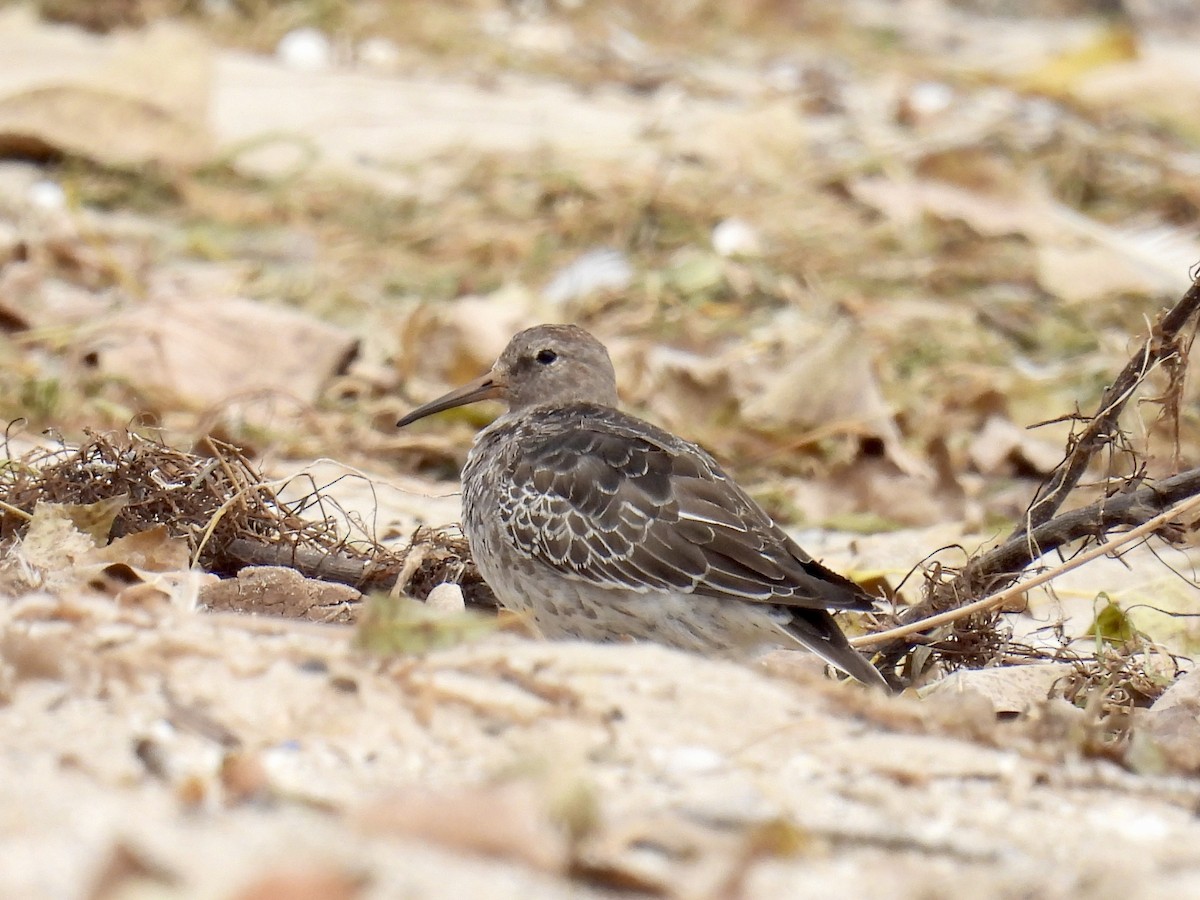Purple Sandpiper - ML644475705