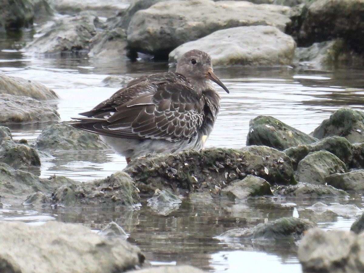 Purple Sandpiper - ML644475706
