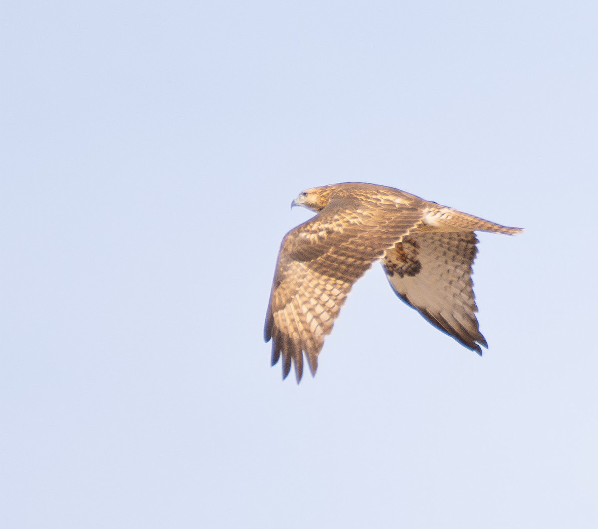 Red-tailed Hawk - ML644475707