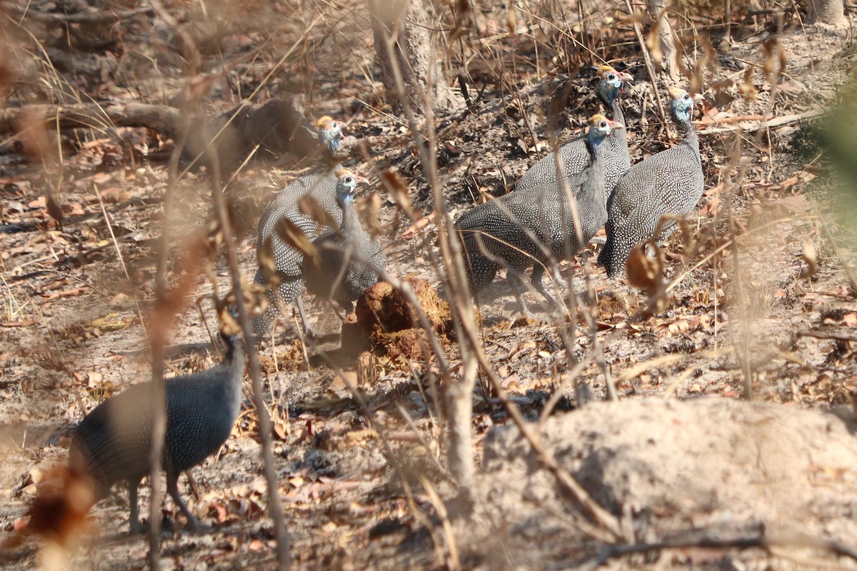 Helmeted Guineafowl - ML644475709