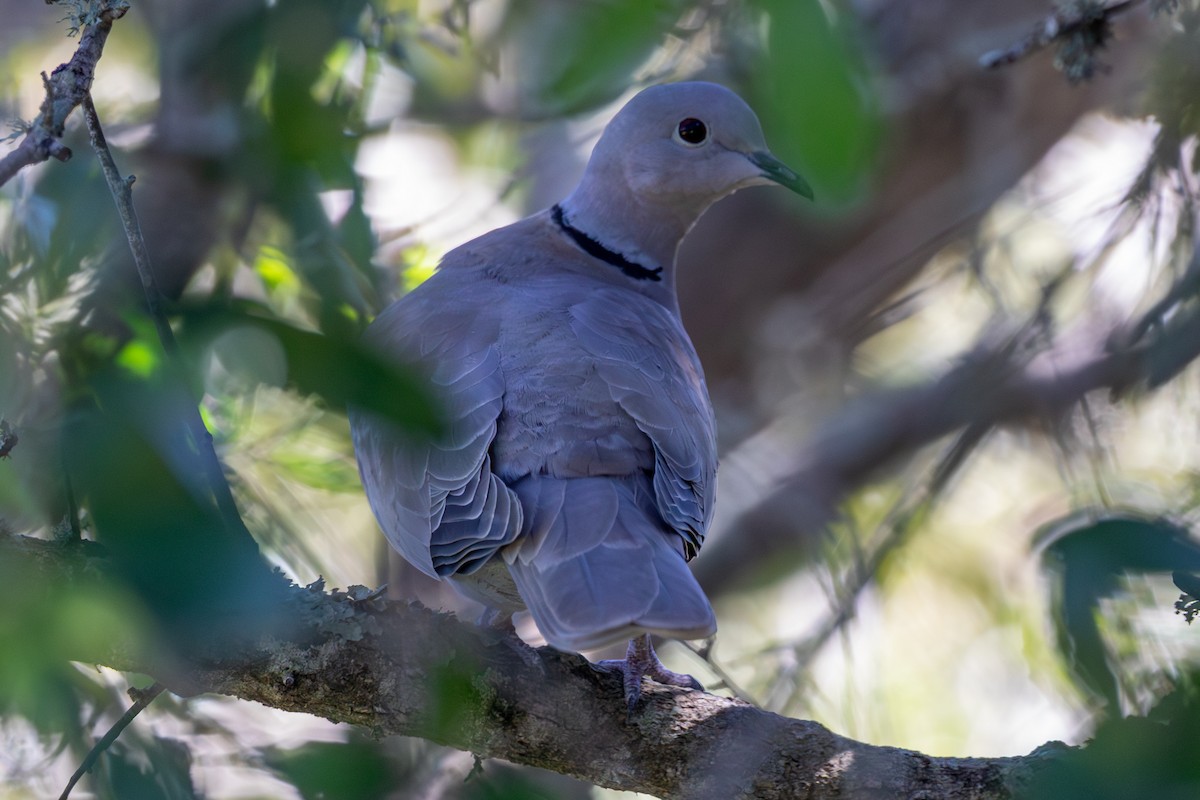 hrdlička zahradní - ML644475712